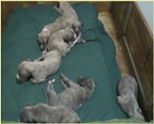 Alfred X Kizzie pups at three weeks
