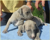 Alfred X Kizzie pups at three weeks