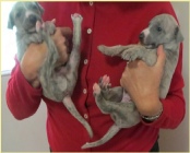 Alfred X Kizzie pups at three weeks