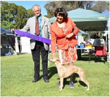 Anastasia winning Puppy Sweepstakes at Uralla under Mr G. Hiscock from South Africa