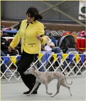 At 2014 Whippet Association of Victoria Specialty